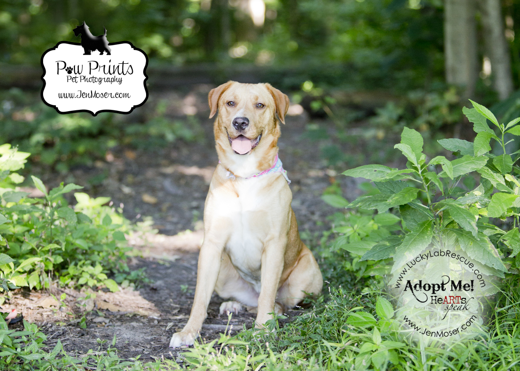 Adoptable Myra sitting at Shoaff Park in Fort Wayne, Indiana from Lucky Lab Rescue