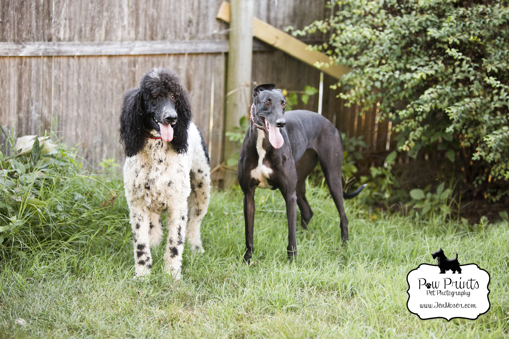 black and white poodle chance and greyhound asia