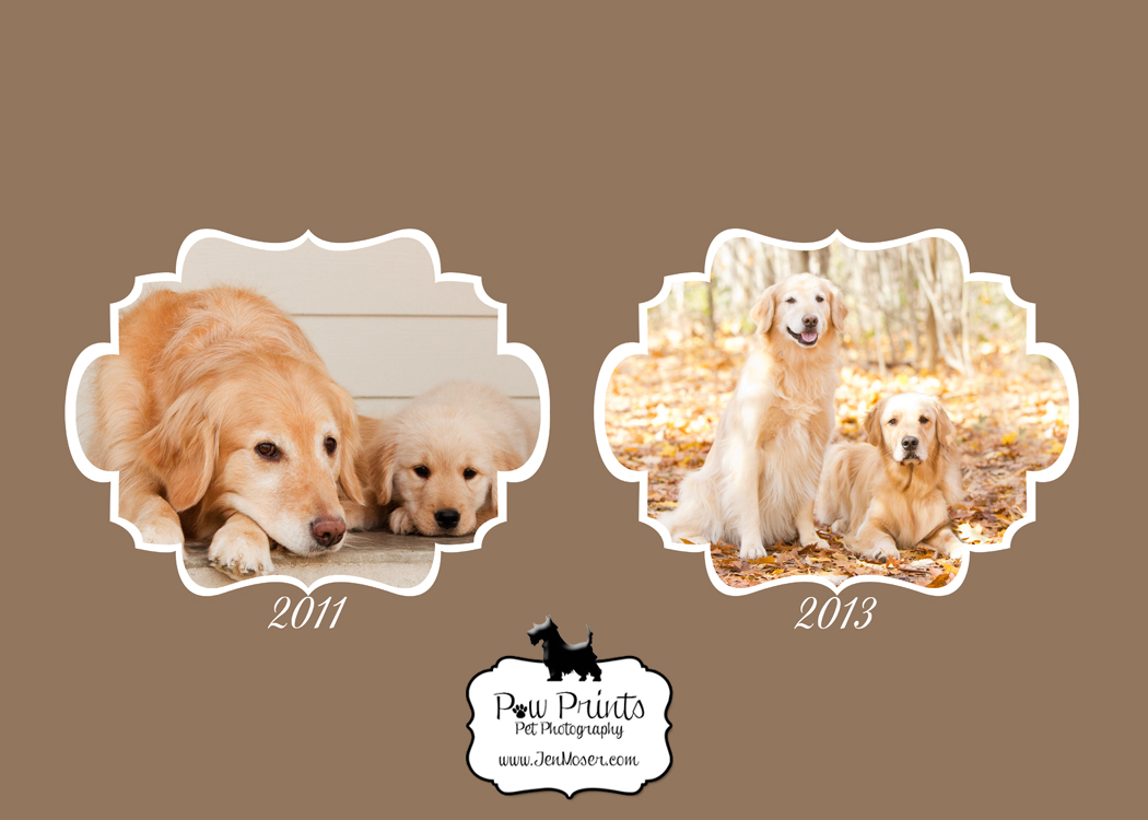 Indiana Pet Photographer Jen Moser of Paw Prints Pet Photography, Golden Retrievers in the woods in the fall leaves at Matea Park in Fort Wayne, Indiana, comparision from puppy session