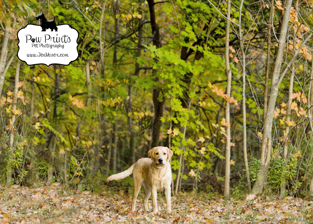 Paw Prints Pet Photography_Indiana Pet Photographer Jen Moser_pet photography_Matea Park Fort Wayne, Indiana_golden retriever puppy_braidy_dog photo_fall leaves_dog in the woods