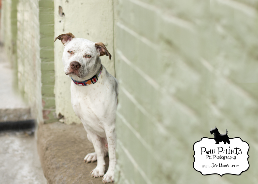 Paw Prints Pet Photography_Indiana Pet Photographer_Pit Bull_Pit Bull Mix Dog_Dog in front of brick wall