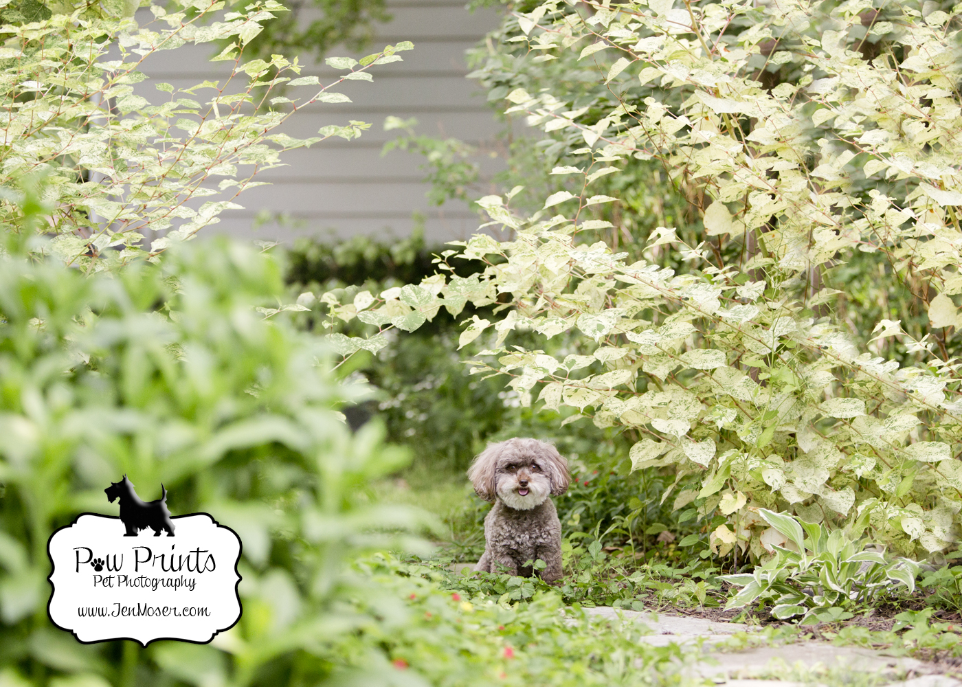 Paw Prints Pet Photography_Indiana Pet Photographer_dog in foliage_Miniature Chocolate Schnoodle
