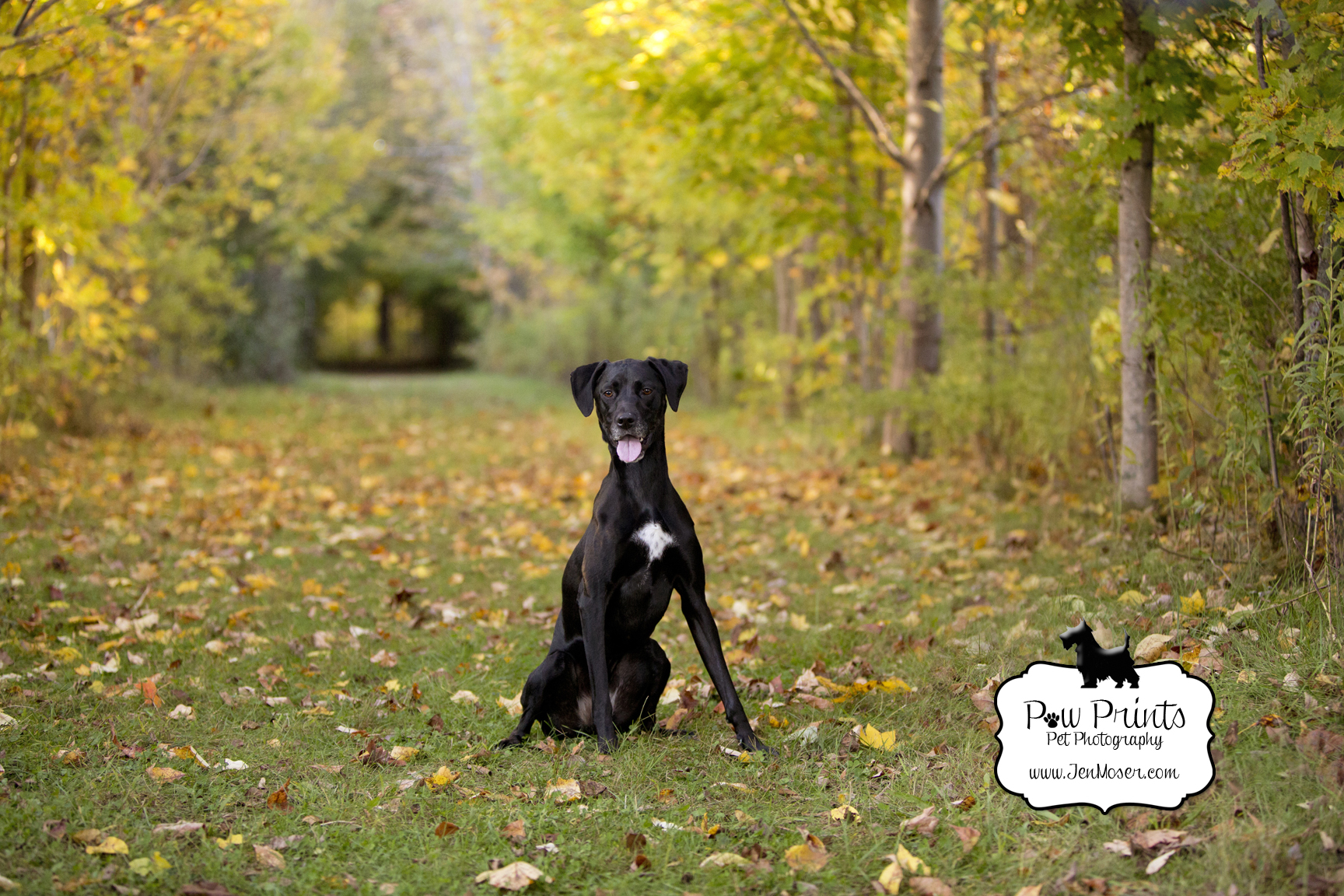 Indiana Pet Photographer_Paw Prints Pet Photography_Jen Moser_Pet Photography_Fort Wayne Pet Photographer_Metea Park Fort Wayne Indiana_black lab_fall leaves