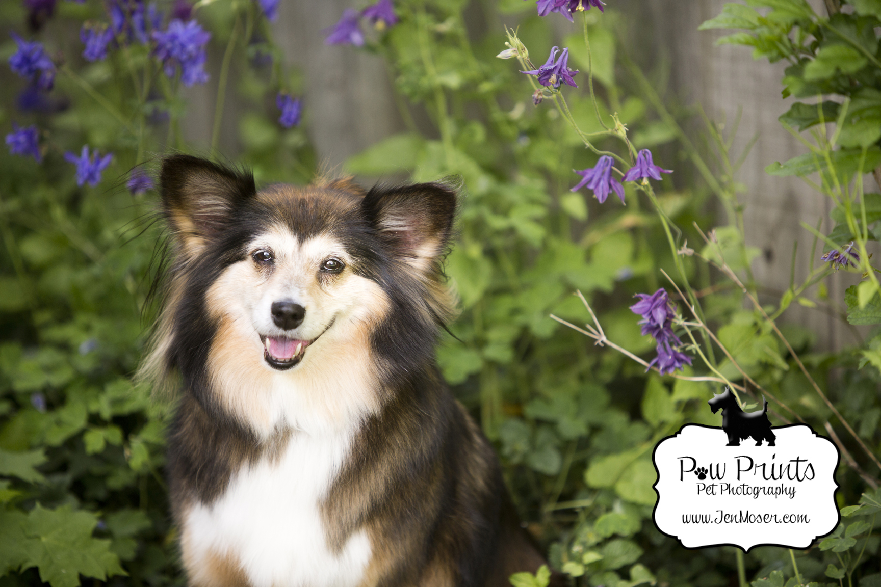 Indiana Pet Photographer_Paw Prints Pet Photography_Jen Moser_Pet Photography_Fort Wayne Pet Photographer_Pet Photography Session_Dog Photography_Dog in purple flowers