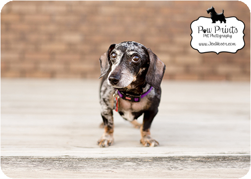 Indiana Pet Photographer_Paw Prints Pet Photography_Jen Moser_Pet Photography_Fort Wayne Pet Photographer_black and white dog_dachshund_faithful friend session_dog with cancer