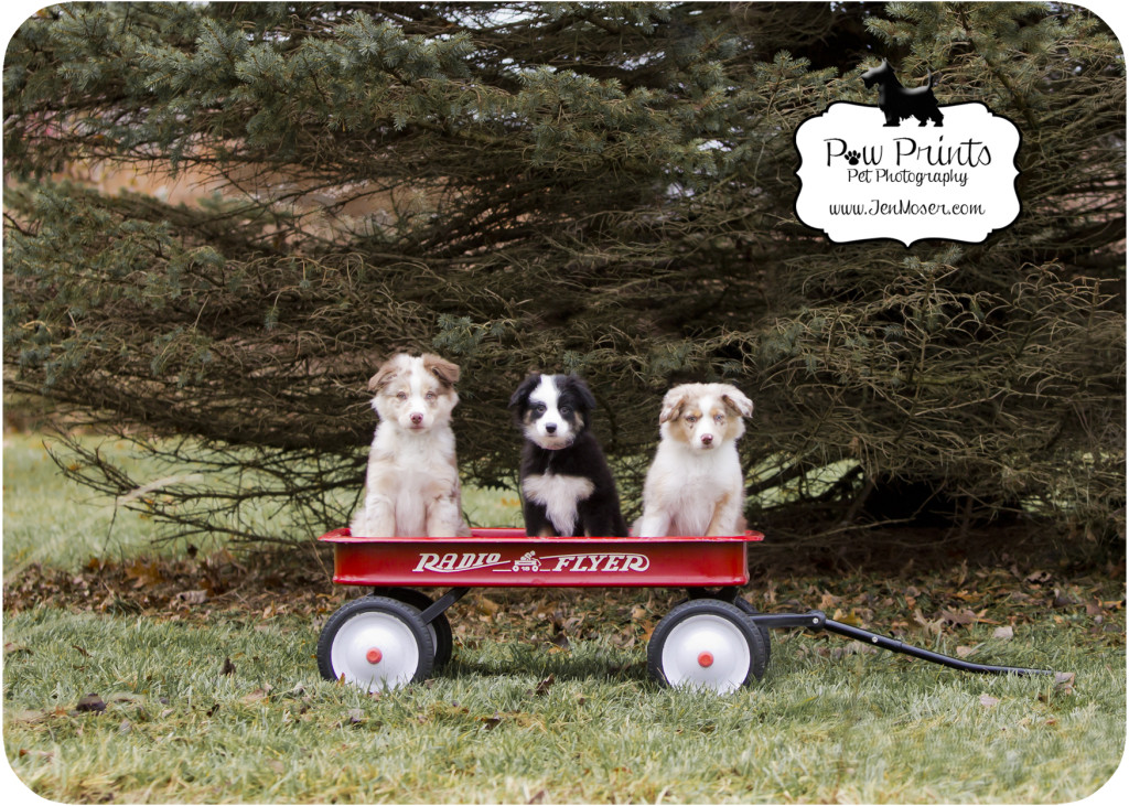 Indiana Pet Photographer_Paw Prints Pet Photography_Fort Wayne Pet Photographer_ENT Puppies_Australian Shepherd_Australian Shepherd Puppies